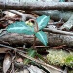 Chimaphila maculata 果