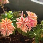Lewisia cotyledon Flor