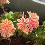 Lewisia cotyledon Blomst