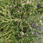 Limonium carolinianum Blomst
