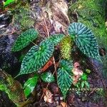 Begonia chlorosticta 葉