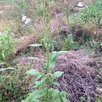 Amaranthus palmeri Habit