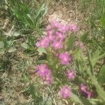 Centaurium tenuiflorum Лист