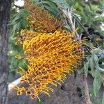 Grevillea robusta Blomst