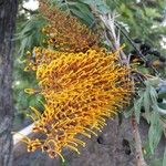 Grevillea robusta फूल