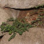 Phyllanthus loandensis Habitus