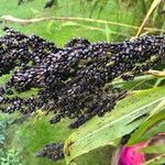 Sorghum bicolor Fruit