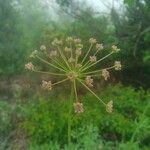 Laserpitium siler Flower