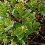 Salix breviserrata Fula
