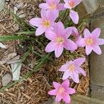 Zephyranthes robustaफूल