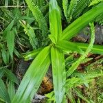 Crinum moorei Leaf