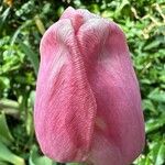 Tulipa grengiolensis Flower