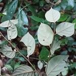 Diospyros onanae List