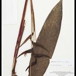 Heliconia tenebrosa Hoja