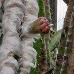 Pilosocereus leucocephalus Flower