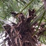 Trachycarpus fortunei Bark