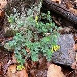 Corydalis flavula Flower