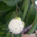 Cynophalla flexuosa Flower