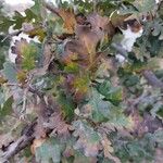 Quercus lobata Hoja