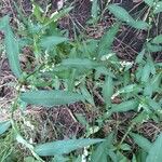 Persicaria hydropiper Blomst