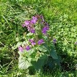 Lunaria annuaЦветок