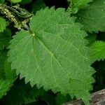 Urtica dioica Leaf