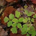 Thalictrum dioicum Hoja