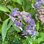 Hydrangea aspera Flower