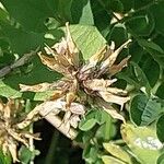 Astragalus cicer Цветок