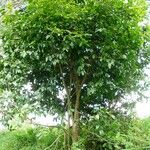 Platymiscium pinnatum Vivejo