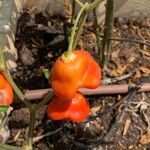 Capsicum baccatum Плід