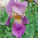 Iris × germanica Cvet