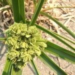 Cyperus eragrostisBlomst