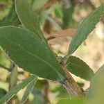 Pluchea dioscoridis Blatt