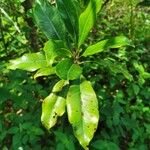 Syzygium aromaticum Leaf