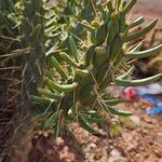 Austrocylindropuntia subulataLeaf