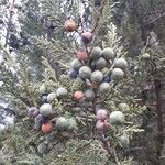 Juniperus deppeana Fruit