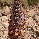 Cistanche violacea Flower