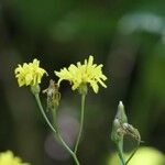 Crepis lampsanoides Blomma