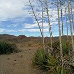 Agave sisalana Blad