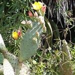 Opuntia tomentosaFlor