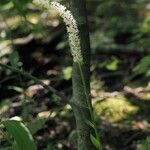 Chamaelirium luteum Flower