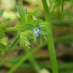 Veronica arvensisFlower