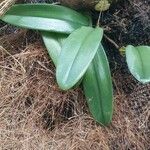 Bulbophyllum longiflorum Φύλλο