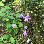 Campanula rapunculus Virág