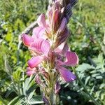 Onobrychis viciifolia Fiore