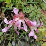 Saponaria pumila Flower