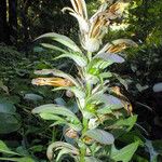 Acanthus hungaricus花