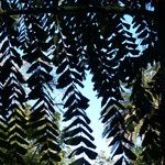 Caryota obtusa Hoja