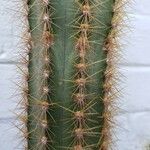 Pilosocereus pachycladus Hostoa